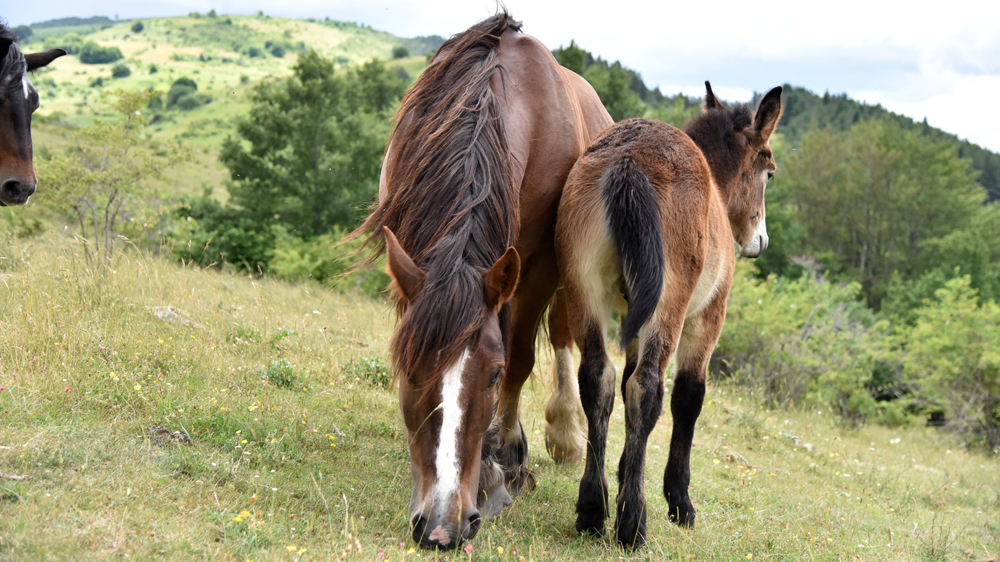 Biodiversità per Passione