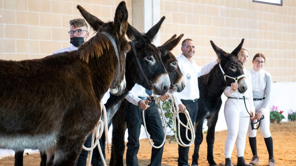 Mulo martinese e bardotto delle Murge: bentornati!