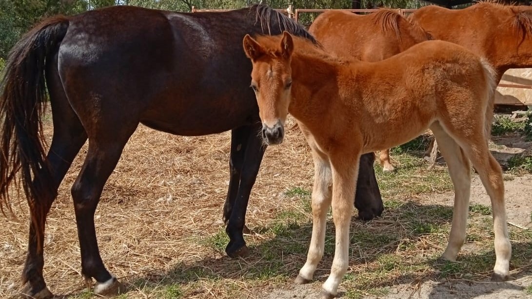 A Ittireddu la Rassegna Regionale delle razze equine di Sardegna…e molti amici!