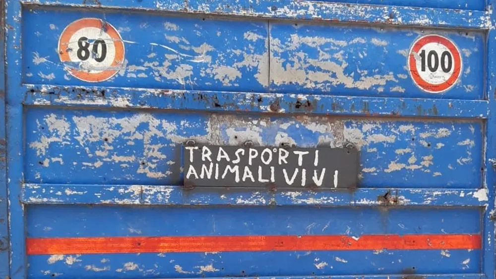Trasporti animali vivi… per il momento