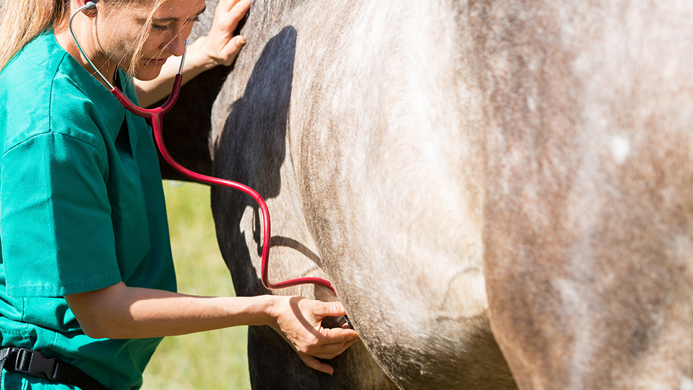 World Vet Day: un giorno da festeggiare tutto per loro