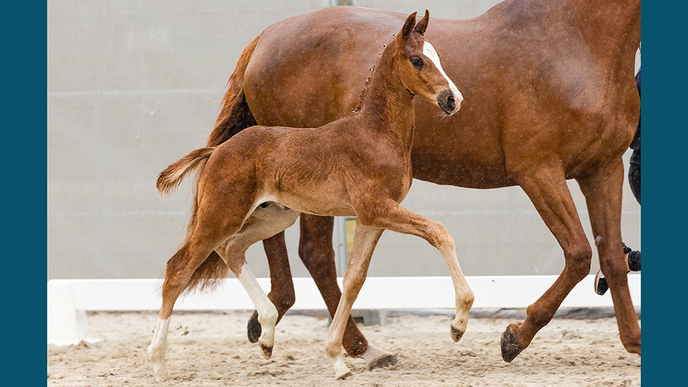 Verden: atto secondo con i foal