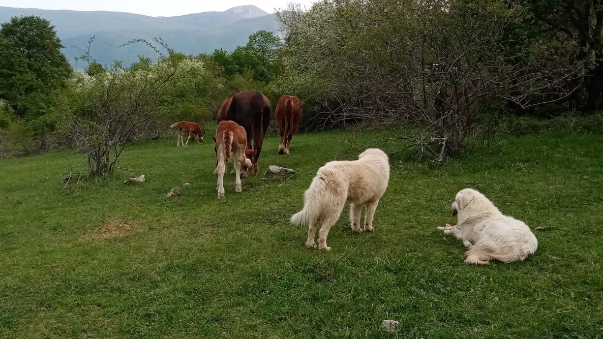 Le sentinelle dell’ambiente: a Pescasseroli si parla di Caitpr e cani da guardianìa