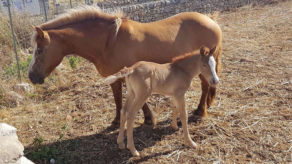 Il manuale del Ministero