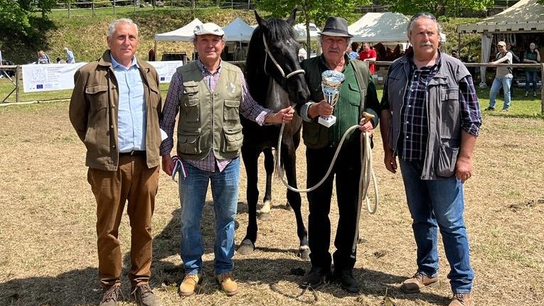 Vetrina del cavallo Tolfetano al Riarto dei Butteri: ottimo lavoro!