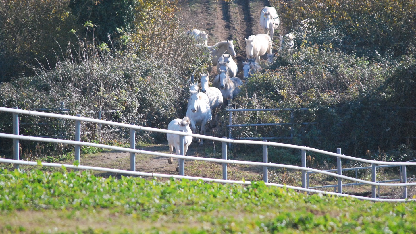 Un  puledro Lipizzano del Crea sbranato dai lupi, altri tre morti per lo stress