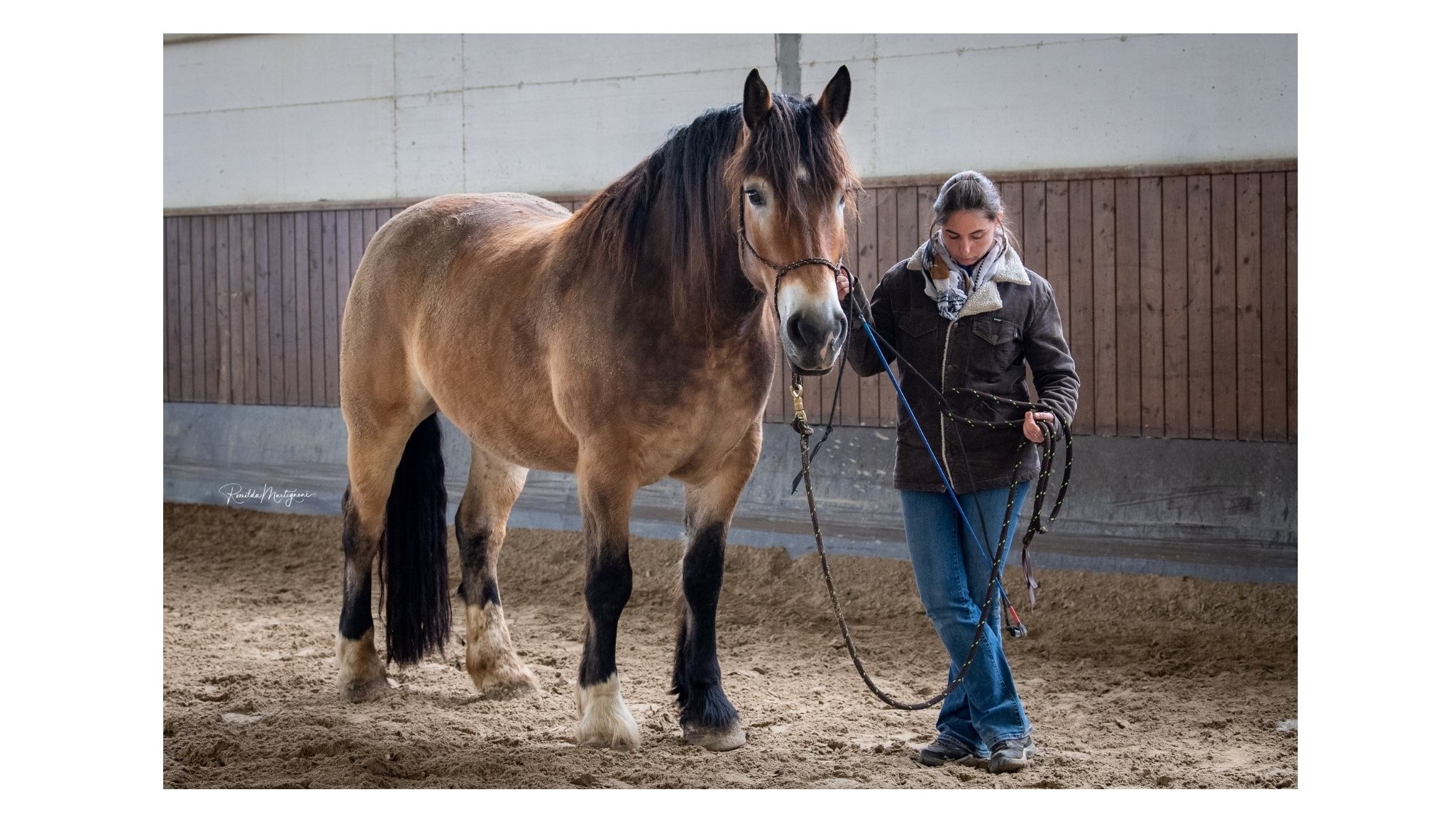 L’Arcano svelato…e non è da solo: storie di cavalli speciali