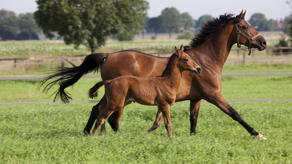 West Nile: mai abbassare la guardia