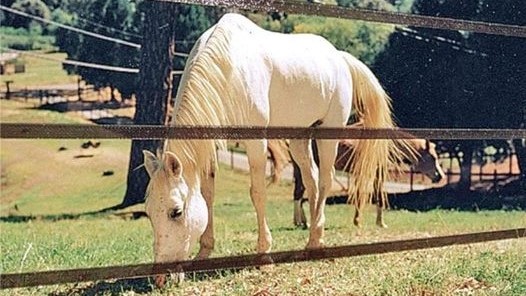 Soluzioni per la sicurezza dei nostri cavalli con Badi Farm