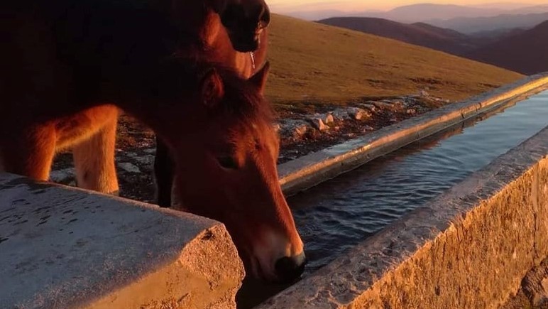 Monte Catria: 5 cavalli uccisi dai fulmini