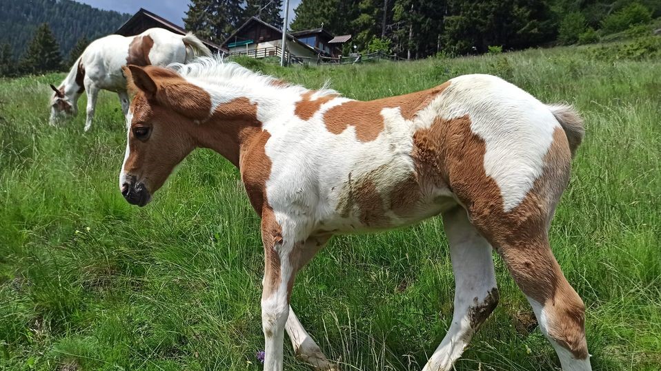 Val di Sole, orso attacca una puledra: salvata dal branco e dallo stallone