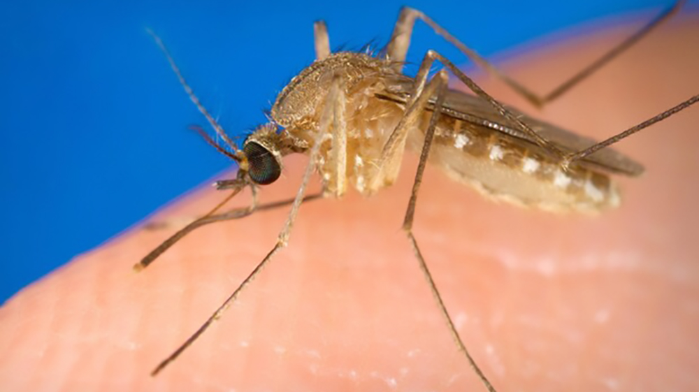 L’estate, le zanzare e il pericolo della West Nile