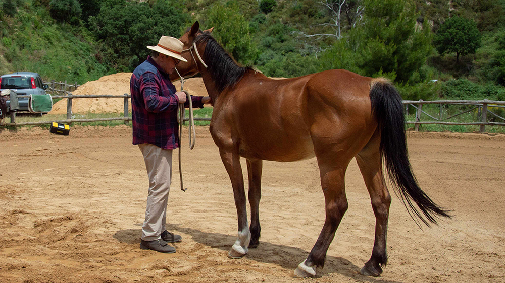 Benessere equino all’Università di Messina