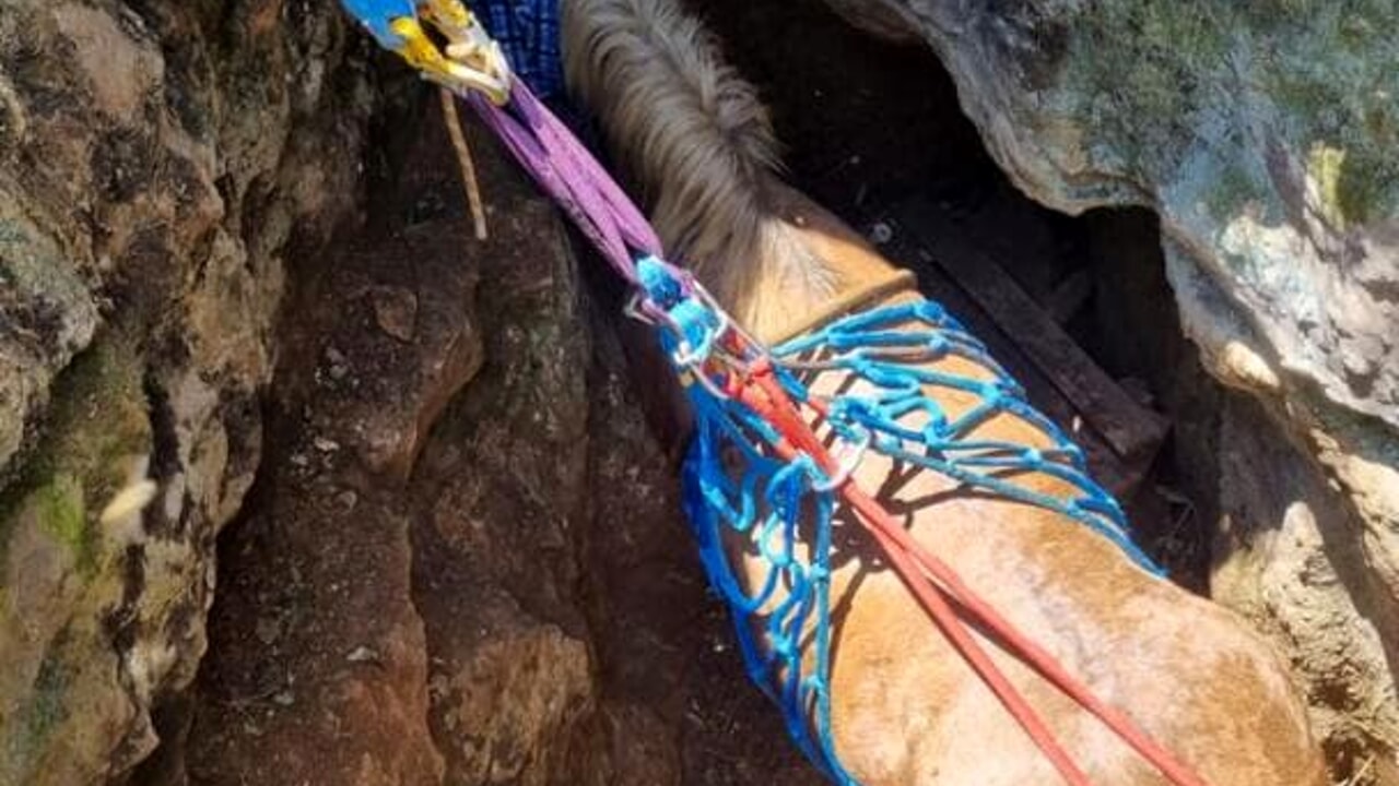 Latina, cavallo in una cavità a – 4 metri: salvato!