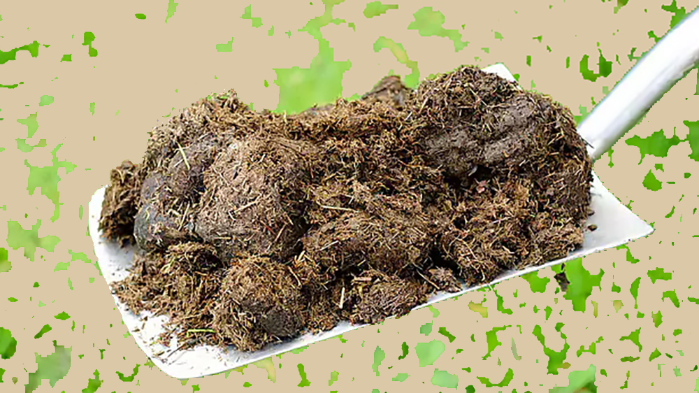 Un po’ marrone, tanto verde…