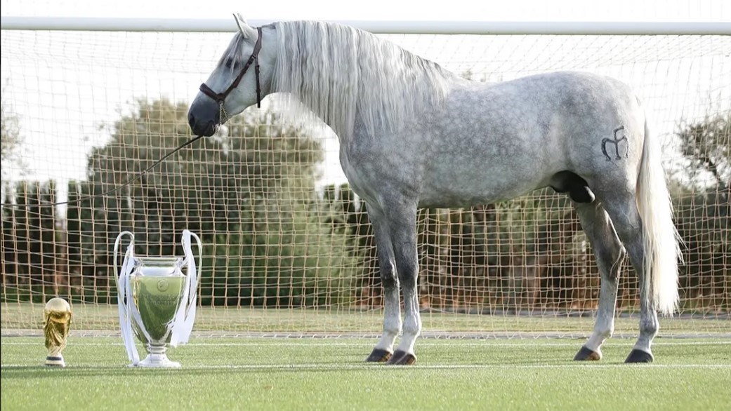 Calcio&Cavalli: la scuderia SR4 di Sergio Ramos, Pura Raza Espanola