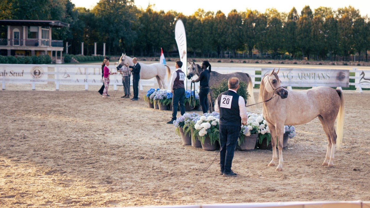 Cavalli in Villa arriva a Treviso, 5ª tappa a Villa Spineda