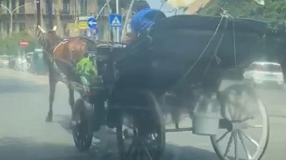 Palermo carrozza con cavallo