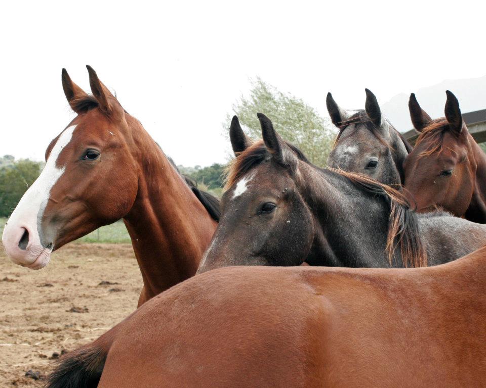Un Papà delle Fiocche al paddock a un anno di età con Uva Bianca delle Fiocche Uva Nera delle Fiocche UNicu delle Fiocche U.Bella delle Fiocche