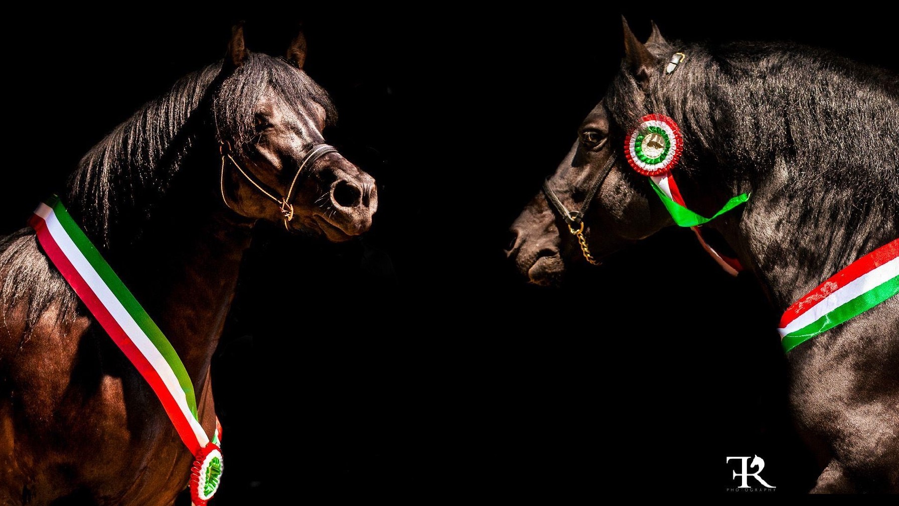 48^ Mostra del Cavallo Bardigiano: ad agosto si ritorna a Bardi