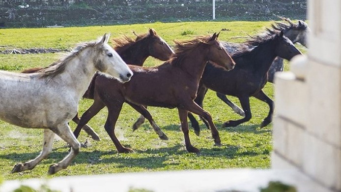 I cavalli Persano di Carditello: la Fondazione del Real Sito risponde