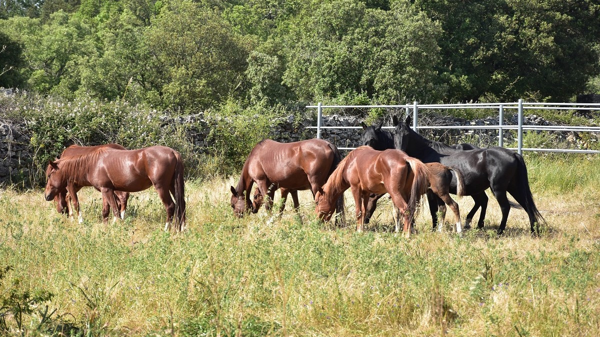 Tutto un paese in campo per il suo cavallo: Laconi e il Sarcidano