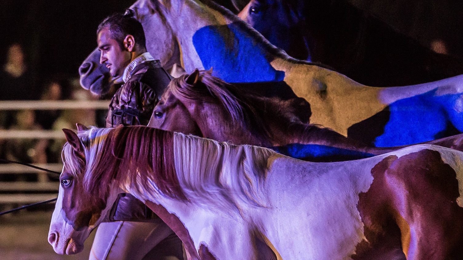 A Tuscania un gala equestre da record: Nitriti nella Notte