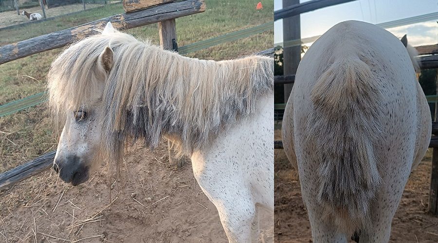 83 pony vandali 