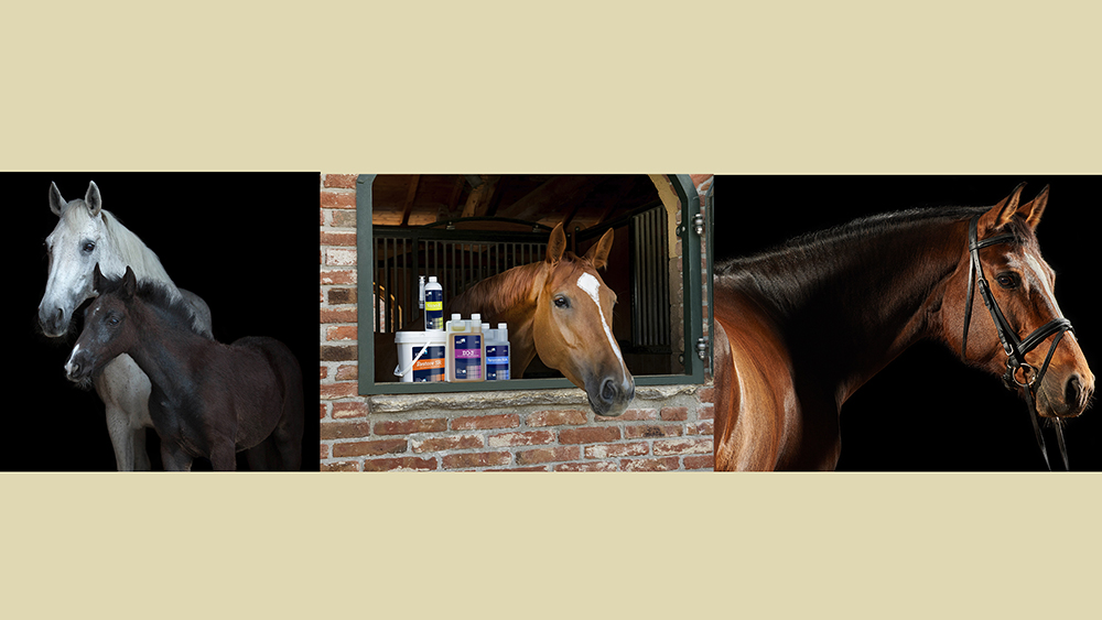 Mangime e integratori secondo Harrison Horse Care