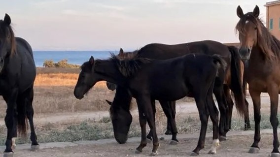 Sardegna: chi vuole un cavallo dell’Asinara?