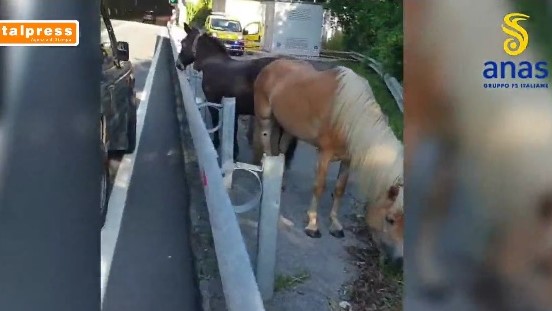 Viva i cantonieri Anas: salvati un Haflinger, un asino e un mulo vaganti