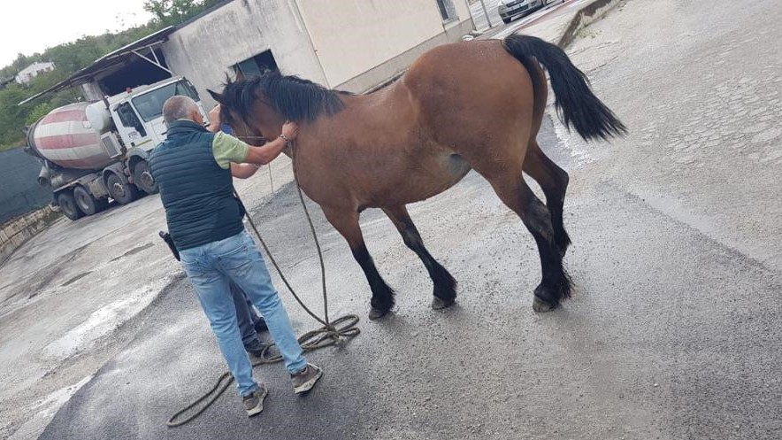 cavallo liberta isernia 1