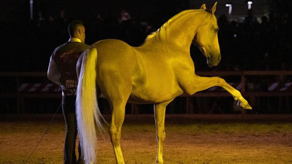 Cavalli sotto le Stelle…e dietro le quinte: da domani ad Avezzano è spettacolo