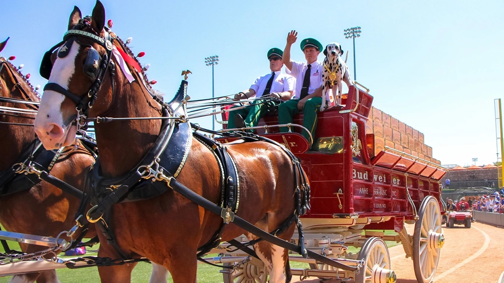 I Clydesdale della Budweiser avranno la coda lunga