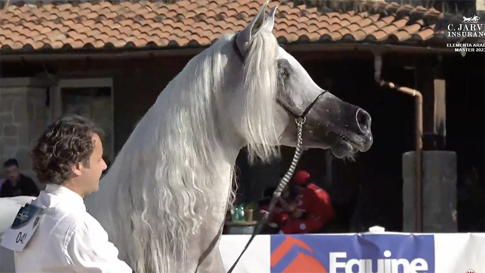 C International Ecaho Show Bracciano: brilla Aleph Deeb