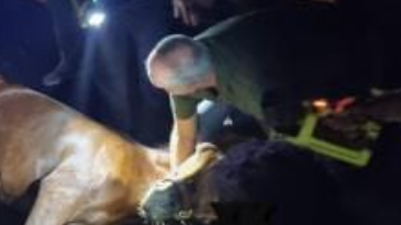 Bari: grave un cavallo in tangenziale, scoppiata gomma del trailer