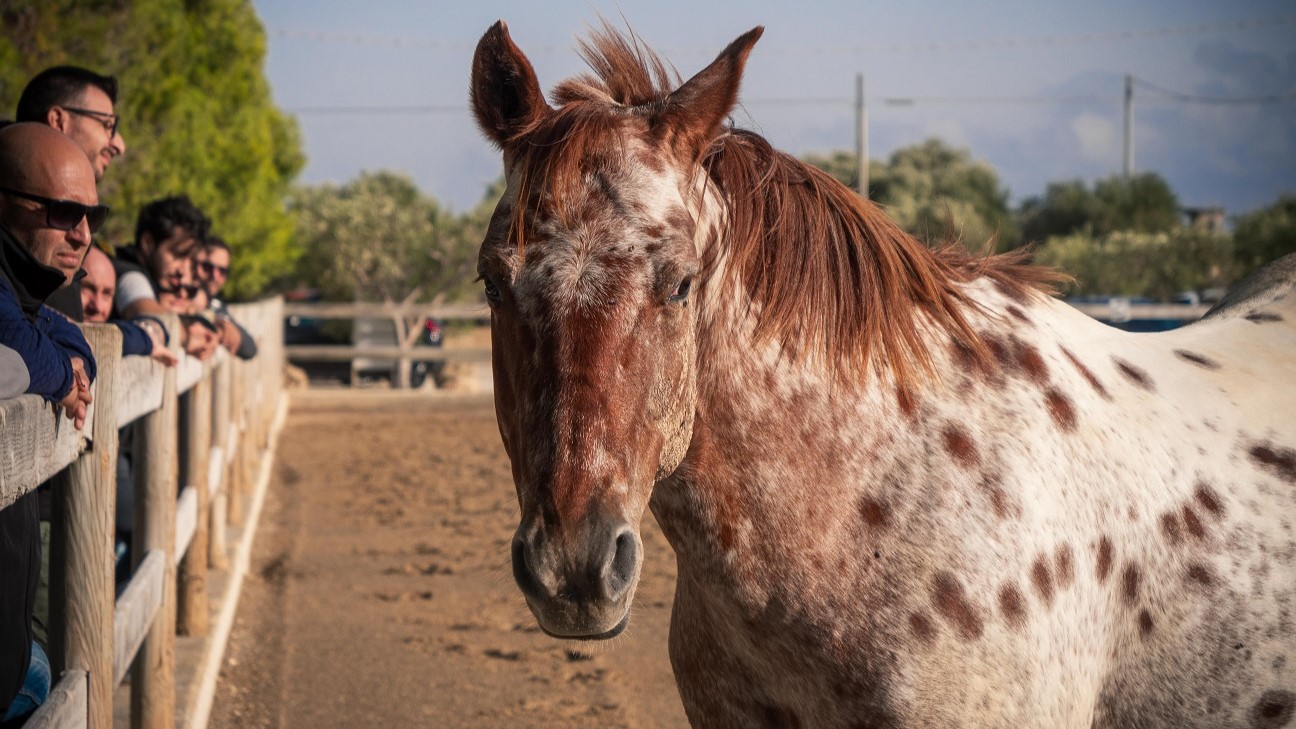Leaderhorse: imparare la leadership non è mai stato così avvincente