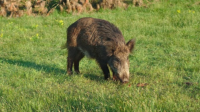 Pardo, cavallo e gentiluomo: ferito da un cinghiale per difendere la compagna