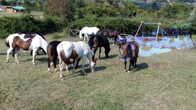 Anagni: cavalli liberi invadono il parco giochi
