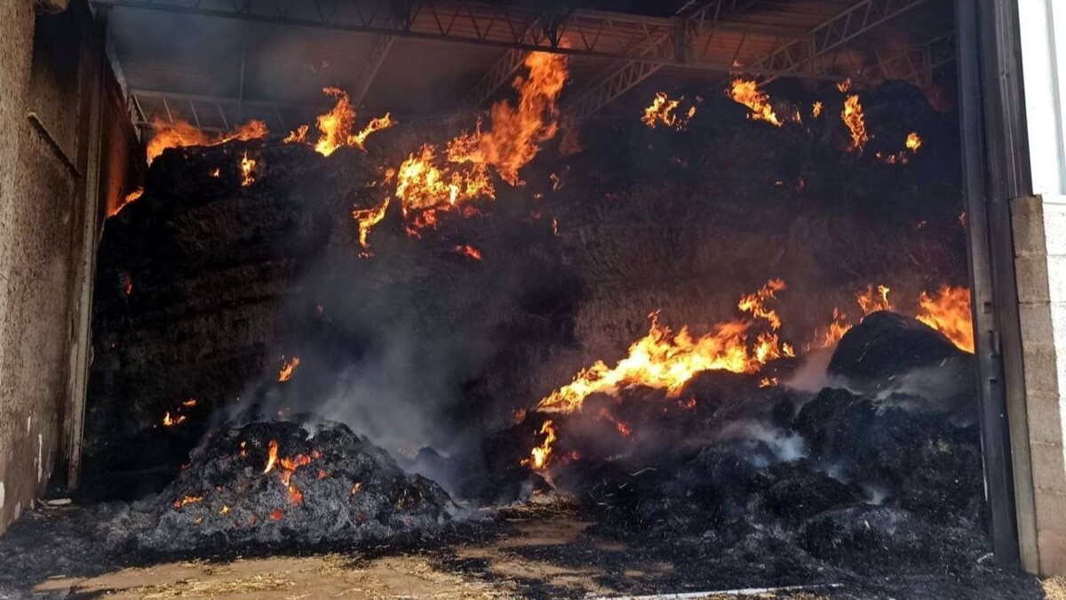 Puglia: più di 50 tra vacche ed equidi morti in un incendio