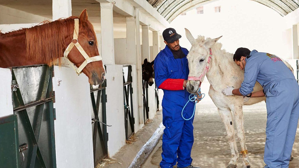 Spana: 100 anni al servizio degli animali
