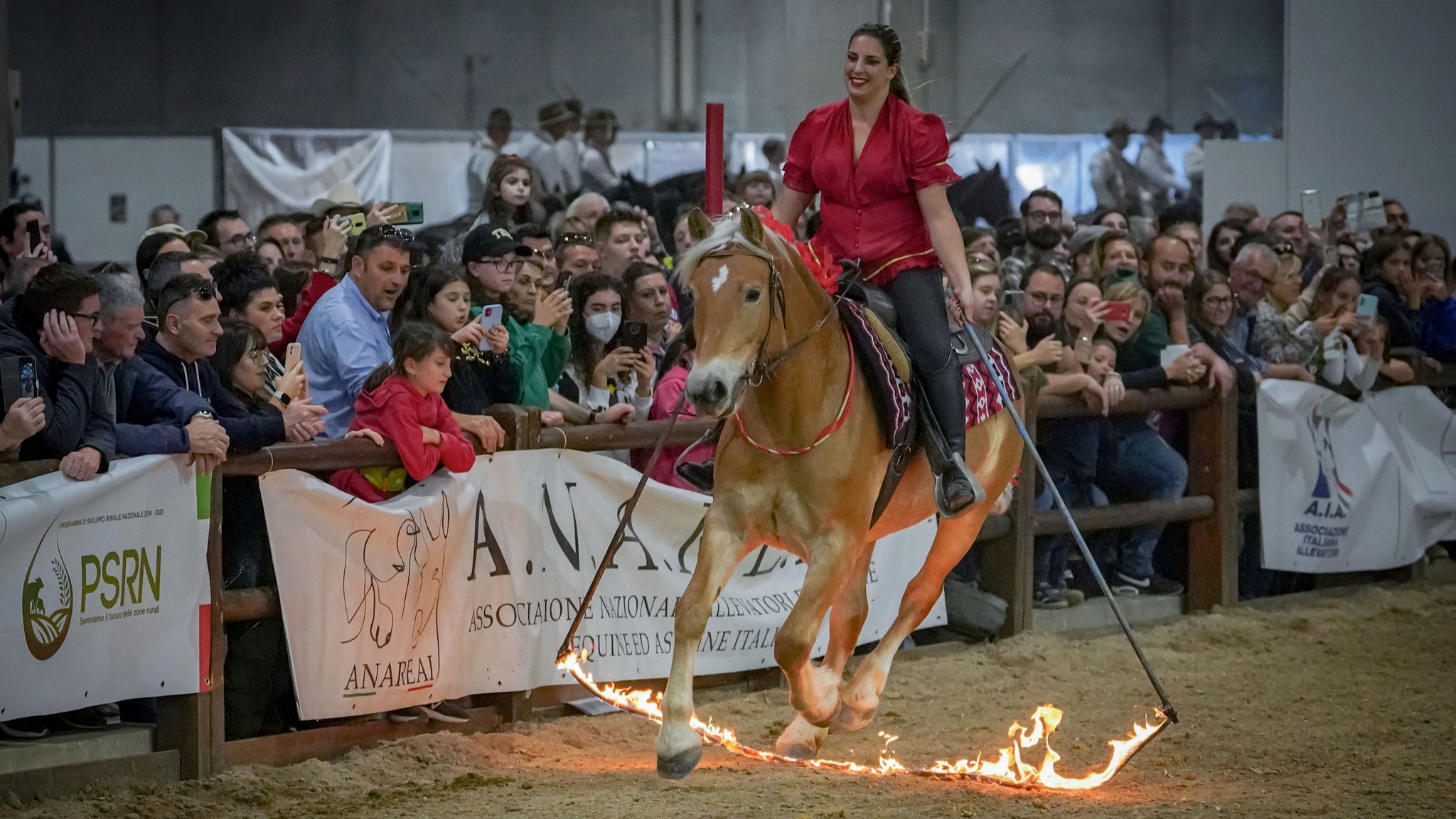 Tutti gli Haflinger della 125° Fieracavalli, dove e quando!