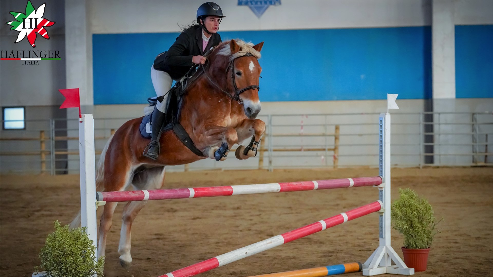 A Travagliato c’è stata la carica dei 108…Haflinger!