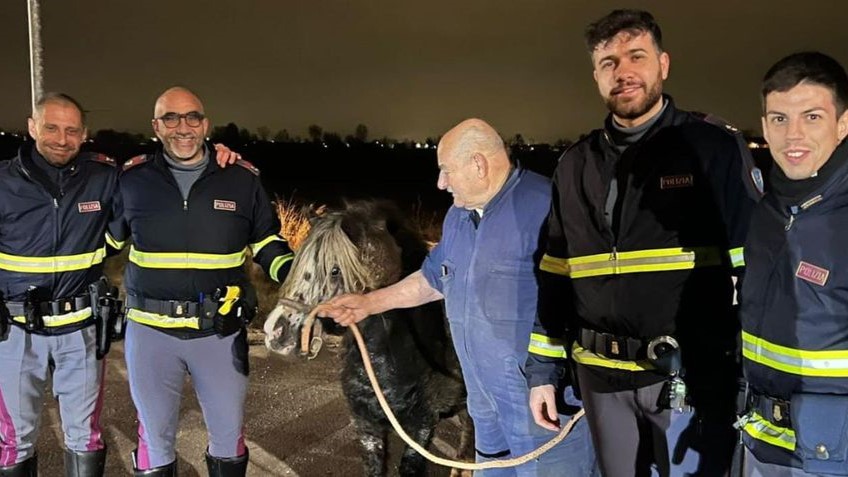 Brescia: il pony Pinocchio in fuga per amore, lo salva la Polizia