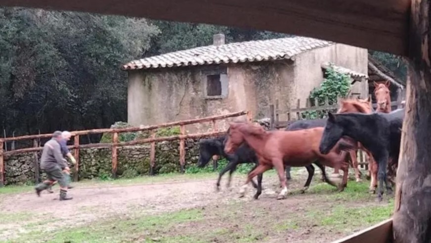 Laconi, cavalli del Sarcidano: selvaggi sì, ma…con il microchip!
