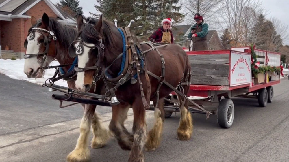 Canada: il carro dei Clydesdale con il carico che fa bene