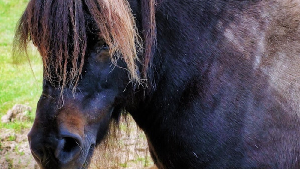 Horse Angels: in 24 hanno bisogno d’aiuto