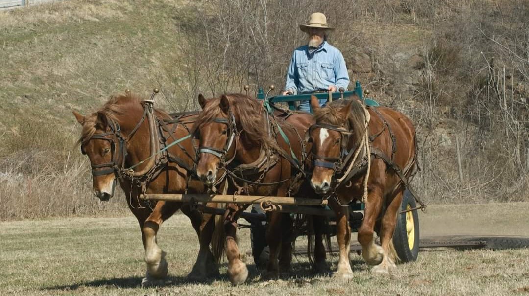 La rivoluzione dei Suffolk Punch
