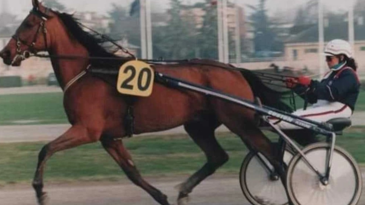 Addio a Verace Tab, il cavallo gloria del Sesana e beniamino de ‘Il Nibbio Alato’