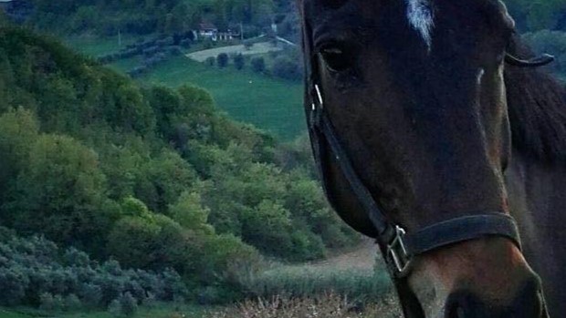 Gamble of Love: appropriazione indebita, incauta custodia, rapimento o…?